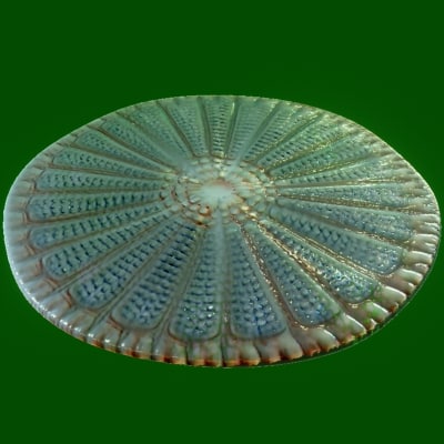 protist diatom 3d max - protist - Centric Marine Diatom (Arachnoidiscus) by MichaelTaylor3D